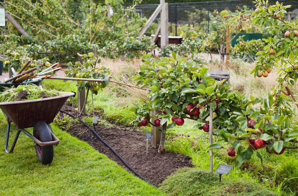 Gyümölcsfa ültetése a kertbe: Tippek és tanácsok