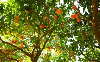 A gyümölcstermesztés története