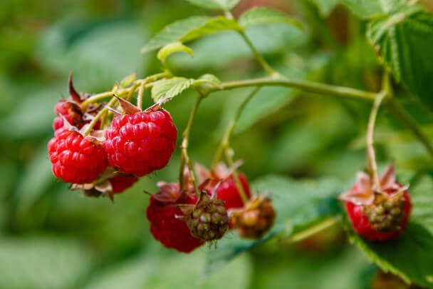 A málna (Rubus idaeus) termesztése, gondozása, felhasználása, jellemzői