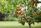 A kajszibarack vagy sárgabarack (Prunus armeniaca) termesztése, gondozása, felhasználása, jellemzői