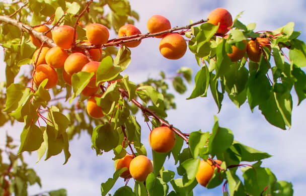 A kajszibarack vagy sárgabarack (Prunus armeniaca) termesztése, gondozása, felhasználása, jellemzői