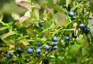 A fekete áfonya (Vaccinium myrtillus) termesztése, gondozása, felhasználása, jellemzői