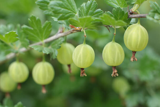 Az egres (Ribes uva-crispa) termesztése, gondozása, felhasználása, jellemzői