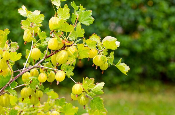 Az egres (Ribes uva-crispa) termesztése, gondozása, felhasználása, jellemzői