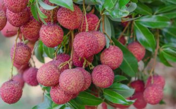 Licsi (Litchi chinensis) termesztése, gondozása, felhasználása, jellemzői