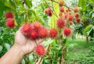 Licsi (Litchi chinensis) termesztése, gondozása, felhasználása, jellemzői