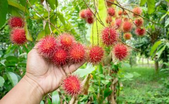 Licsi (Litchi chinensis) termesztése, gondozása, felhasználása, jellemzői