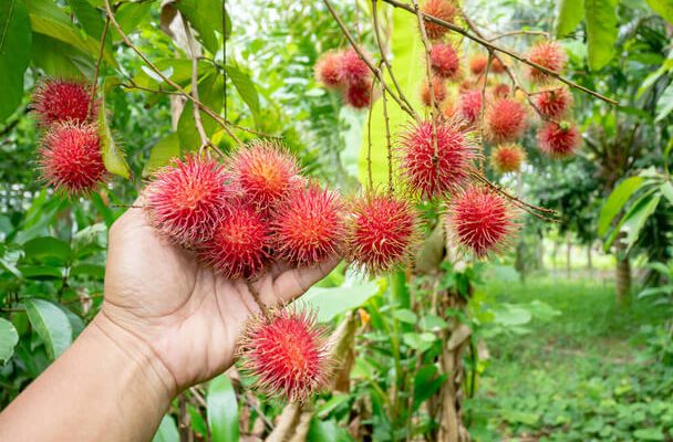 Licsi (Litchi chinensis) termesztése, gondozása, felhasználása, jellemzői