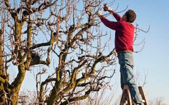 Gyümölcsfa metszése - Megfelelő időpont kiválasztása