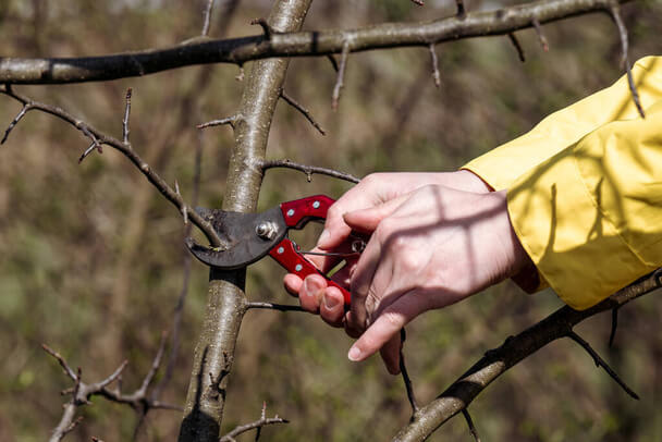 Gyümölcsfa metszése - Megfelelő időpont kiválasztása