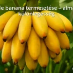 Apple banana gyümölcsök a növényen, természetes környezetben