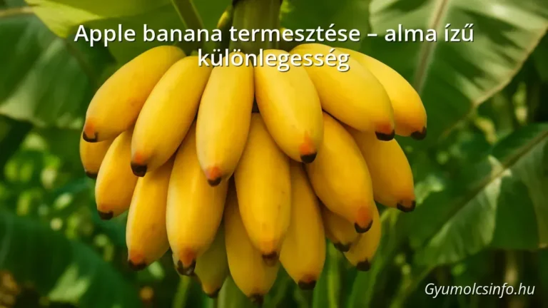 Apple banana gyümölcsök a növényen, természetes környezetben