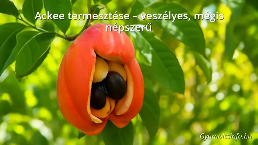 Ripe ackee fruit on tree branch in tropical garden