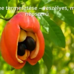 Ripe ackee fruit on tree branch in tropical garden