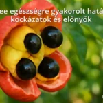 Ripe ackee fruit with yellow flesh and black seeds on tree branch