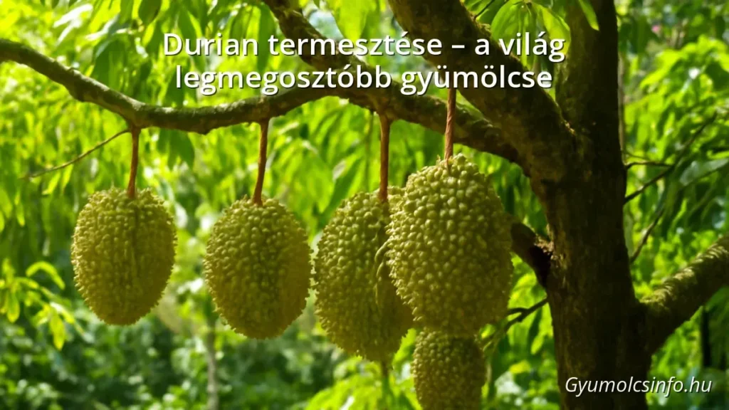 Durian fa tüskés gyümölcsökkel trópusi környezetben