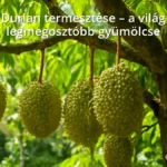 Durian fa tüskés gyümölcsökkel trópusi környezetben