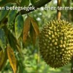 Durian fa trópusi ültetvényben beteg és egészséges levelekkel, közelkép a durian gyümölcsről és gombás fertőzésről