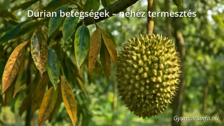 Durian fa trópusi ültetvényben beteg és egészséges levelekkel, közelkép a durian gyümölcsről és gombás fertőzésről