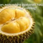 Durian gyümölcs tüskés héjjal és krémes belsővel