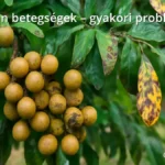 Longan fa levelekkel és betegségek jeleivel, például foltok és gyümölcsrothadás