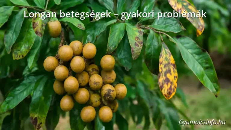 Longan fa levelekkel és betegségek jeleivel, például foltok és gyümölcsrothadás